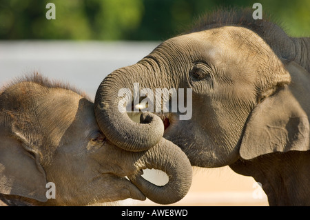 2 zwei Elefant Babys küssen in der Elephant Breeding Center Royal Chitwan Nationalpark Chitwan Nationalpark NEPAL Asien Stockfoto