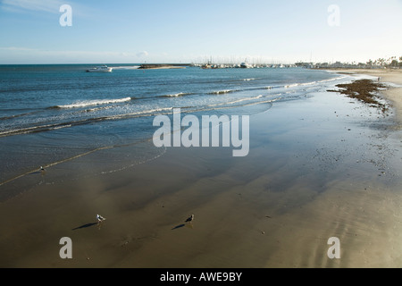 CALIFORNIA Santa Barbara Möwen am Strand bei Ebbe Marina und Hafen in Ferne Blick vom Stearns Wharf Stockfoto