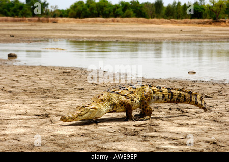 Nil-Krokodil, Crocodylus Niloticus, Heiligen Krokodile Bazoulé, Burkina Faso Stockfoto