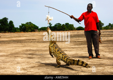 Krokodil-Flüsterer, lokaler Mann neckt eine Nil-Krokodil mit einem Huhn, Crocodylus Niloticus, Heiligen Krokodile des Bazoulé, Burk Stockfoto