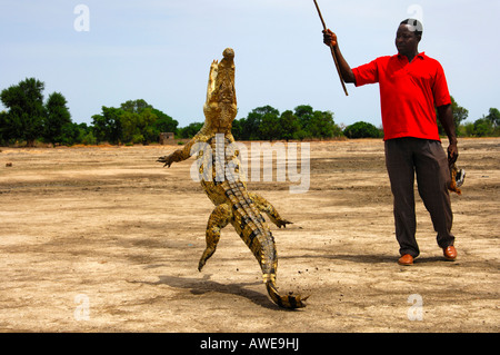 Krokodil-Flüsterer, lokaler Mann neckt eine Nil-Krokodil mit einem Huhn, Crocodylus Niloticus, Heiligen Krokodile des Bazoulé, Burk Stockfoto