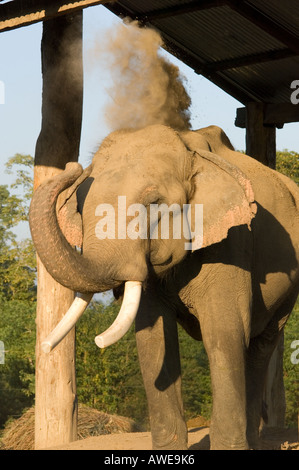 Elefant auf dem Elephant Breeding Center Royal Chitwan Nationalpark Chitwan Nationalpark NEPAL Asien Erhaltung Sauraha Stockfoto