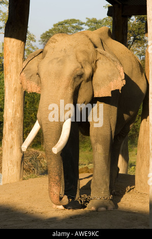 Elefant auf dem Elephant Breeding Center Royal Chitwan Nationalpark Chitwan Nationalpark NEPAL Asien Erhaltung Sauraha Stockfoto