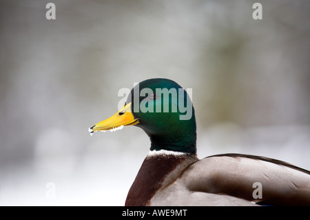 Männliche Stockente Anas Platyrhynchos im Winter Schnee UK Stockfoto