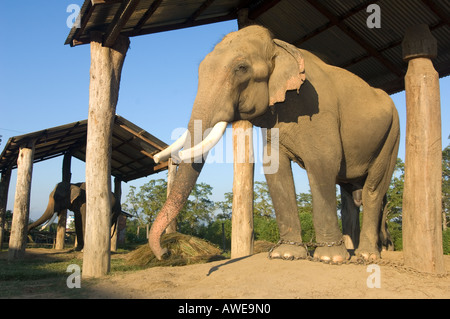 Elefant auf dem Elephant Breeding Center Royal Chitwan Nationalpark Chitwan Nationalpark NEPAL Asien Erhaltung Sauraha Stockfoto