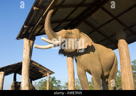 Elefant auf dem Elephant Breeding Center Royal Chitwan Nationalpark Chitwan Nationalpark NEPAL Asien Erhaltung Sauraha Stockfoto