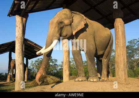 Elefant auf dem Elephant Breeding Center Royal Chitwan Nationalpark Chitwan Nationalpark NEPAL Asien Erhaltung Sauraha Stockfoto