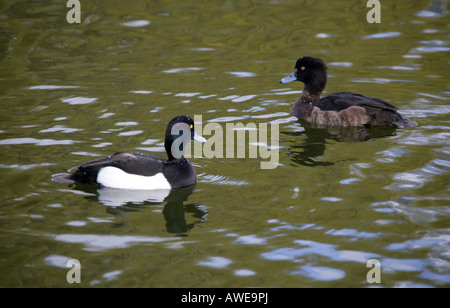 Paar Tufted Ducks Aythya Fuligula, Anatidae, männlich und weiblich Stockfoto