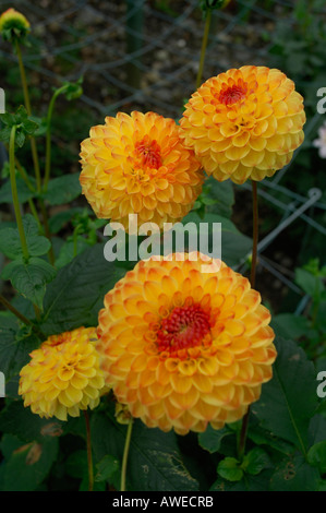 Dahlien 2 Stockfoto