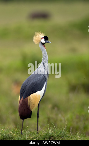 Grey gekrönter Kran (Balearica Regulorum Gibbericeps) aka Crested Kran Stockfoto