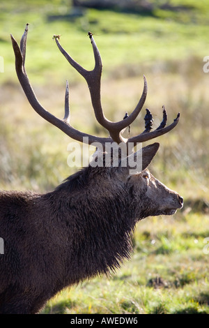 Spurrinnen Rotwild Hirsch mit Geweih, Schottland, Vereinigtes Königreich Stockfoto