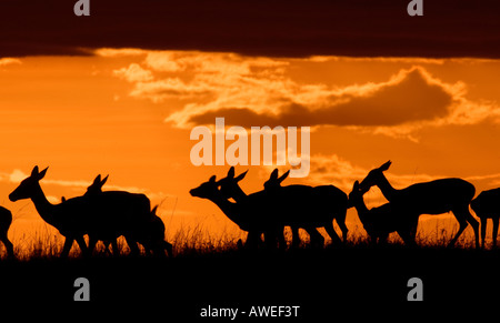 Herde der Impala (Aepyceros Melampus) Silhouette bei Sonnenuntergang Stockfoto