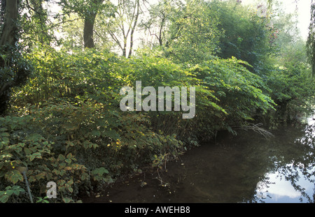 Japanischer Staudenknöterich Fallopia Japonica eine invasive alien Arten wachsen an den Ufern des Flusses Nadder in der Nähe von Salisbury England Stockfoto