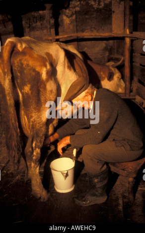 Melken einer Kuh in Hand gehalten in einem Stall neben seinem Haus in Szekelyderz Dorf Siebenbürgen Rumänien Stockfoto