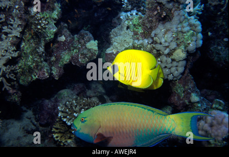 Ägypten Rotes Meer maskierte Falterfische Chaetodontidae Semilarvatus und Papageienfische Scarus sp Stockfoto