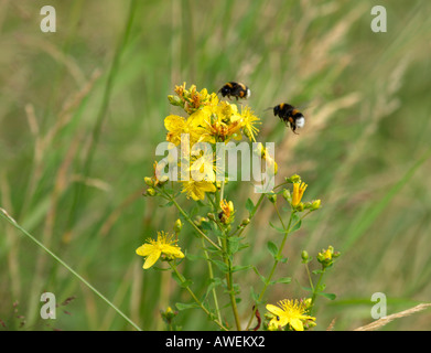 Hummeln auf Blüten von Johanniskraut Johanniskraut Hypericum perforatum Stockfoto