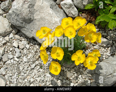 gelber Mohn Papaver Rhaeticum wächst zwischen Steinen in den Alpen im Tal Logarska Dolina Slowenien Stockfoto