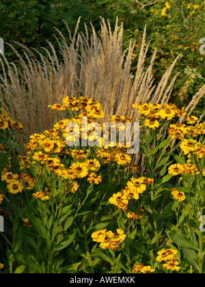 Sneezeweed (helenium rauchtopas) und Reed grass (calamagrostis x acutiflora 'Karl Foerster') Stockfoto