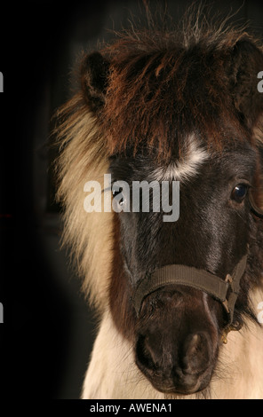 Porträt von einem gescheckten Shetland-Pony Fohlen Stockfoto