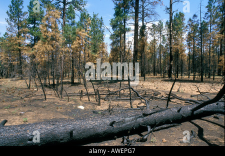 Arizona - USA geschwärzt Baumstämme und verbrannten Kiefern Stockfoto