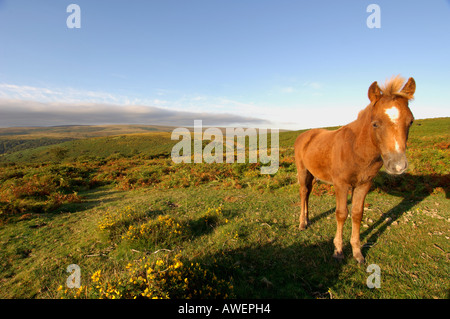 Einzelne braune Dartmoor Ponys stehen auf dem offenen Moor im Spätsommer Abendlicht Stockfoto