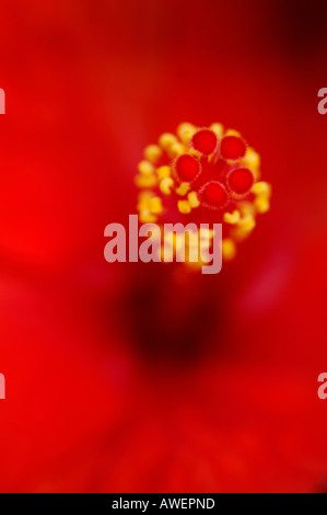 Auszug aus leuchtend roten Hibiskus oder Rosemallow Blume in voller Blüte konzentriert sich eng an den Enden der Staubfäden hautnah Stockfoto