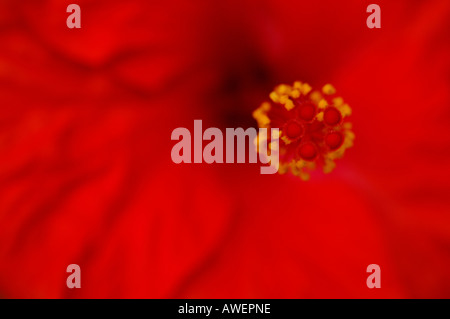 Auszug aus leuchtend roten Hibiskus oder Rosemallow Blume in voller Blüte konzentriert sich eng an den Enden der Staubfäden hautnah Stockfoto