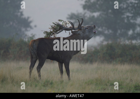 Rotwild-Hirsch mit Adlerfarn auf Geweih als Teil der rut Cervus Elaphus Herbst 2005 Stockfoto