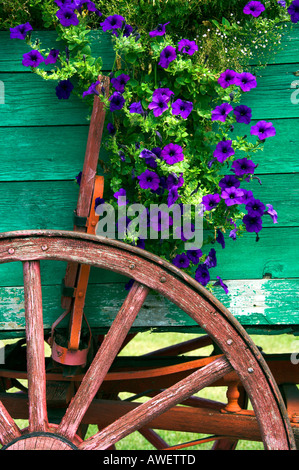 Eine alte Holzwagen und Wagenrad mit Petunien Blumen an die Mennonite  Heritage Village in Steinbach Manitoba Kanada Stockfotografie - Alamy