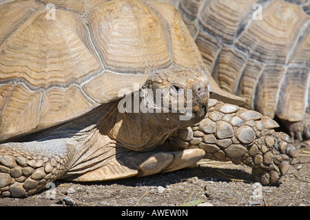 Afrikanische trieb Schildkröte oder Afrikanische Sporn Oberschenkel Schildkröte (Geochelone sulcata) am Zoo Hellbrunn, Salzburg, Österreich, Europa Stockfoto