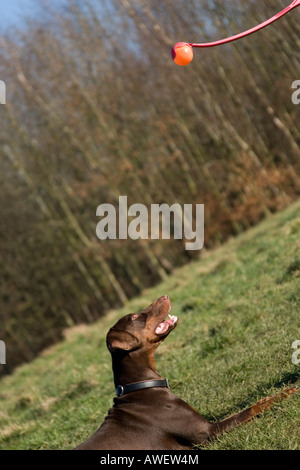 Dobermann mit Ball spielen Stockfoto