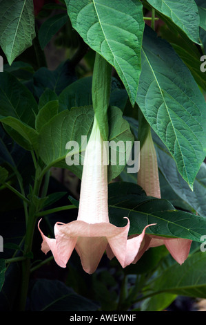 Nahaufnahme von rosa verschiedener Brugmansia-Blumen, die gemeinhin als Angel s Trompete in einem Garten. Stockfoto