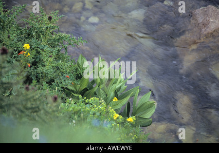 Malerische Gewässer im Nationalpark Pirin Bulgarien Stockfoto