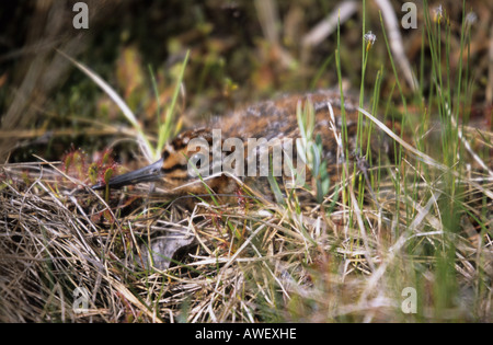 Kleines Kind der gemeinsamen Schnepfen Gallinago Gallinago versteckt in den Sumpf Stockfoto