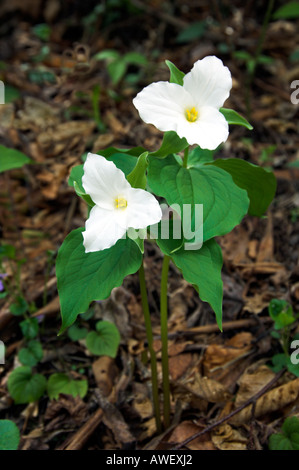 Ein paar weiße Trillium in ihrem natürlichen Lebensraum in The Great Smoky Mountain National Park North Carolina, Tennessee, USA Stockfoto