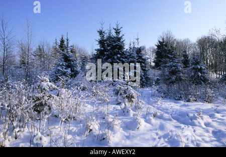 Junger Wald Plantage im winter Stockfoto