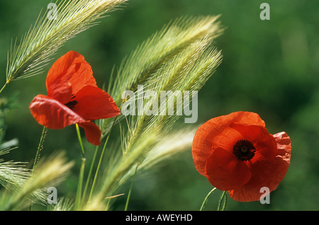 Klatschmohn zwischen Mais Stockfoto