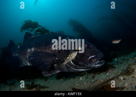 Riesigen schwarzen Meer Bass, Stereolepis Gigas, Catalina Island, Kalifornien, East Pacific Ocean. Stockfoto