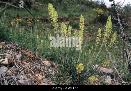 Wilde Mignonette Reseda lutea Stockfoto