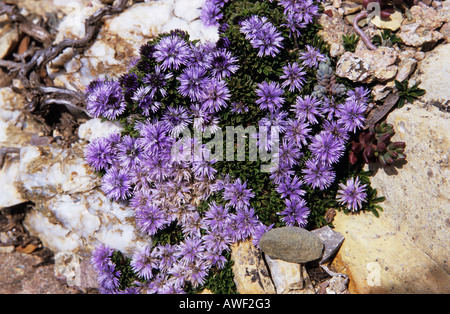 Nahaufnahme des Herzens Endivie Globularia Cordifolia Blumen Gruppe Stockfoto