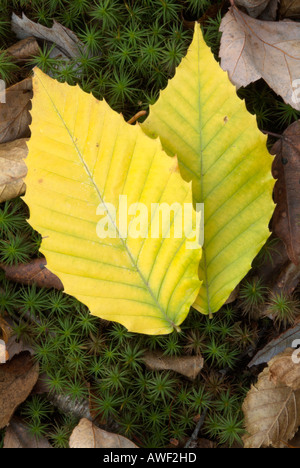 Amerikanische Buche (Fagus Grandiflora) Blätter auf dem Waldboden in den Herbstmonaten Stockfoto