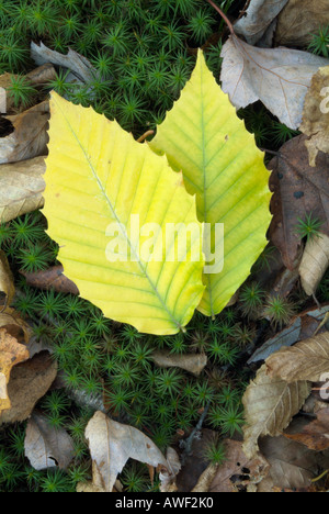 Amerikanische Buche (Fagus Grandiflora) Blätter auf dem Waldboden in den Herbstmonaten Stockfoto