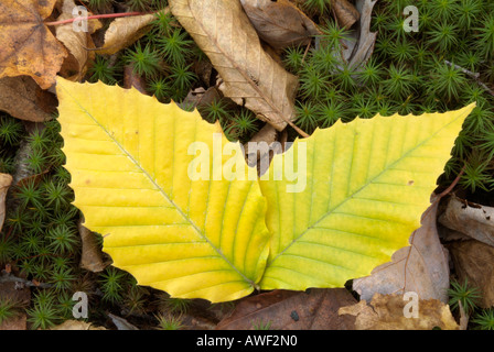 Amerikanische Buche (Fagus Grandiflora) Blätter auf dem Waldboden in den Herbstmonaten Stockfoto