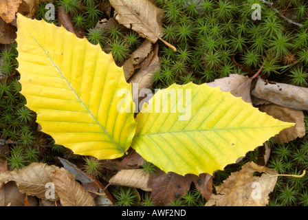 Amerikanische Buche (Fagus Grandiflora) Blätter auf dem Waldboden in den Herbstmonaten Stockfoto