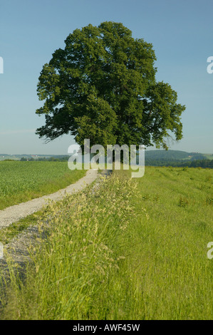 Feld-Gasse zu einem Kalk oder Linde mit Kapelle, Upper Bavaria, Bavaria, Germany, Europe Stockfoto