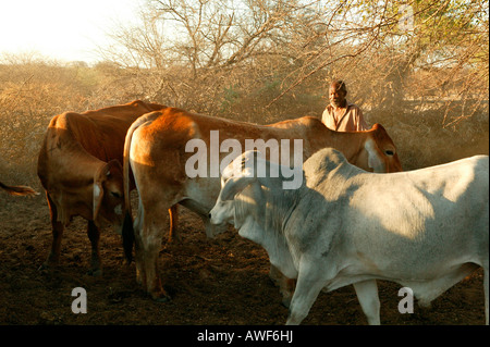 Hirte mit Rindern in Kraal Gehäuse, Cattlepost Bothatogo, Botswana, Afrika Stockfoto