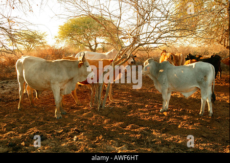 Zwei Bullen und Rinder in Kraal Gehäuse, Cattlepost Bothatogo, Botswana, Afrika Stockfoto