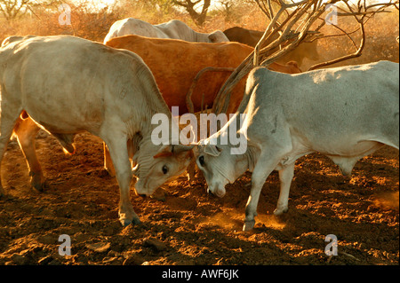 Zwei kämpfenden Bullen und Rinder in Kraal Gehäuse, Cattlepost Bothatogo, Botswana, Afrika Stockfoto