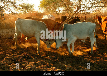 Zwei kämpfenden Bullen und Rinder in Kraal Gehäuse, Cattlepost Bothatogo, Botswana, Afrika Stockfoto