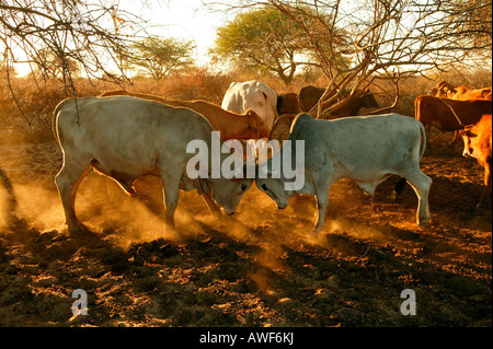 Zwei kämpfenden Bullen und Rinder in Kraal Gehäuse, Cattlepost Bothatogo, Botswana, Afrika Stockfoto